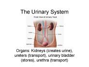 The Urinary System