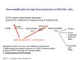 Gene amplification for high level production in CHO dhfr- cells. PowerPoint PPT Presentation