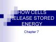 HOW CELLS RELEASE STORED ENERGY PowerPoint PPT Presentation