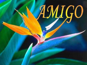 AMIGO