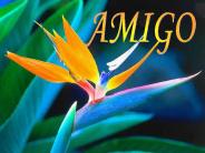 AMIGO