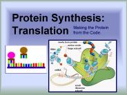 Protein Synthesis: Translation