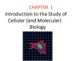 Introduction to the Study of Cellular (and Molecular) Biology PowerPoint PPT Presentation