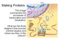 Making Proteins PowerPoint PPT Presentation