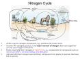 Nitrogen Cycle PowerPoint PPT Presentation