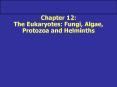Chapter 12: The Eukaryotes: Fungi, Algae, Protozoa and Helminths PowerPoint PPT Presentation