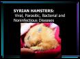 SYRIAN HAMSTERS: Viral, Parasitic, Bacterial and Noninfectious Diseases PowerPoint PPT Presentation