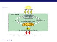 Cellular Respiration Harvesting Chemical Energy