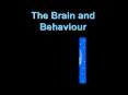 The Brain and Behaviour PowerPoint PPT Presentation
