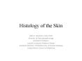 Histology of the Skin PowerPoint PPT Presentation