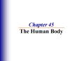 Chapter 45 The Human Body PowerPoint PPT Presentation