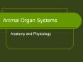 Animal Organ Systems PowerPoint PPT Presentation