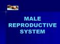 MALE REPRODUCTIVE SYSTEM PowerPoint PPT Presentation