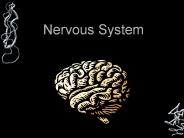 Nervous System