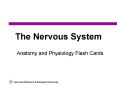 The Nervous System PowerPoint PPT Presentation