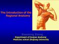 The Introduction of the    Regional Anatomy                  Xiaoming Zhang              Department of Human Anatomy            Medicine school Zhejiang University PowerPoint PPT Presentation