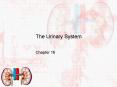 The Urinary System PowerPoint PPT Presentation