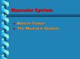 Muscular System PowerPoint PPT Presentation