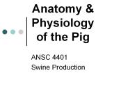 Anatomy