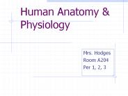 Human Anatomy