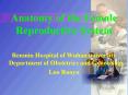 Anatomy of the Female Reproductive System PowerPoint PPT Presentation