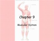 Muscular System