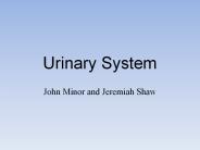 Urinary System