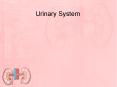 Urinary System PowerPoint PPT Presentation