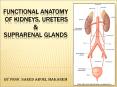 FUNCTIONAL ANATOMY OF KIDNEYS, URETERS PowerPoint PPT Presentation