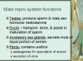 Male repro system functions PowerPoint PPT Presentation