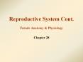 Reproductive System Cont. Female Anatomy PowerPoint PPT Presentation