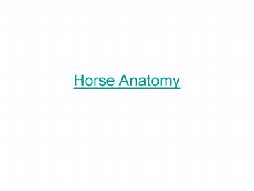 Horse Anatomy