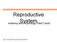 Reproductive System PowerPoint PPT Presentation