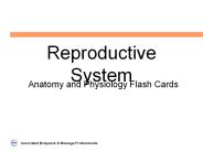 Reproductive System