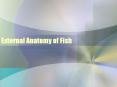 External Anatomy of Fish PowerPoint PPT Presentation
