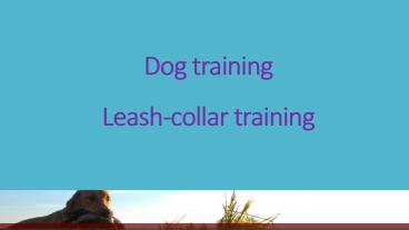 Dog training  - Leash-collar training