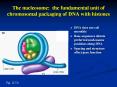 The nucleosome: the fundamental unit of chromosomal packaging of DNA with histones PowerPoint PPT Presentation