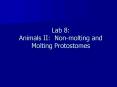 Lab 8: Animals II: Non-molting and Molting Protostomes PowerPoint PPT Presentation