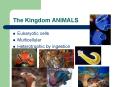 The Kingdom ANIMALS PowerPoint PPT Presentation