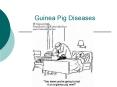 Guinea Pig Diseases PowerPoint PPT Presentation
