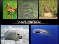 ANIMAL KINGDOM PowerPoint PPT Presentation