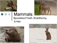 Mammals: