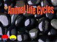 Animal Life Cycles PowerPoint PPT Presentation