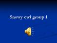 Snowy owl group 1 PowerPoint PPT Presentation