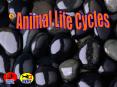 Animal Life Cycles PowerPoint PPT Presentation