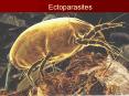 Ectoparasites PowerPoint PPT Presentation
