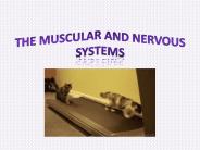 The Muscular and Nervous Systems