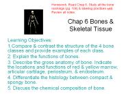Chap 6 Bones