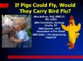 If Pigs Could Fly, Would They Carry Bird Flu? PowerPoint PPT Presentation