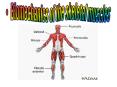 Biomechanics of the skeletal muscles PowerPoint PPT Presentation